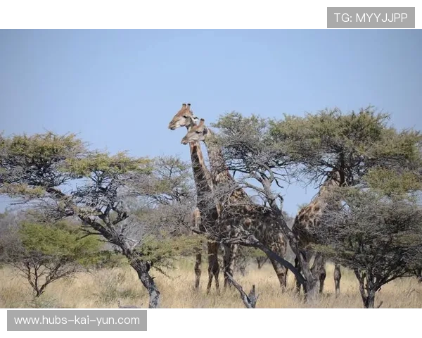 纳米比亚高原骑马比赛吸引众多骑手，纳米比亚自驾游